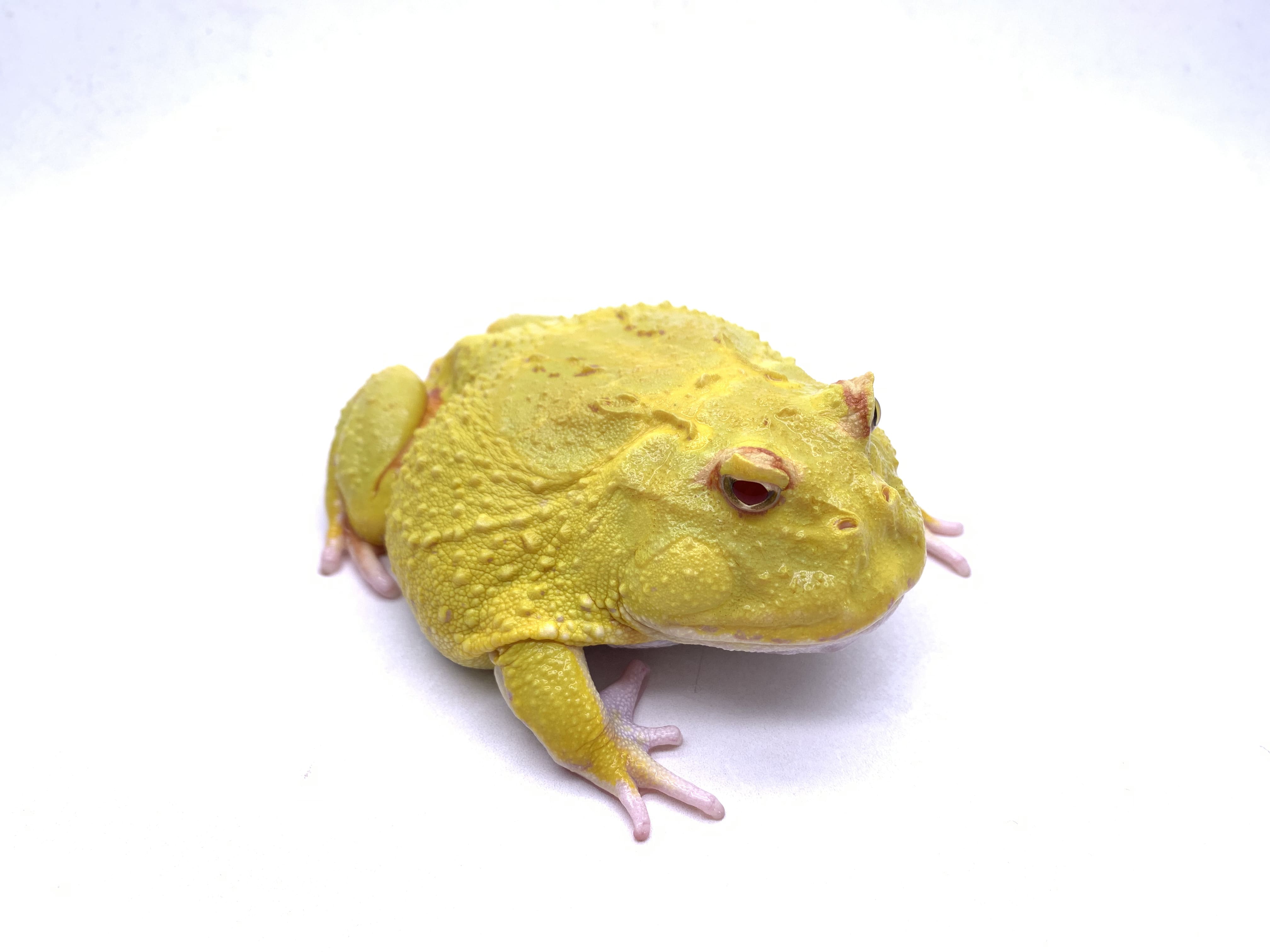 Pacman Frog (Ceratophrys)